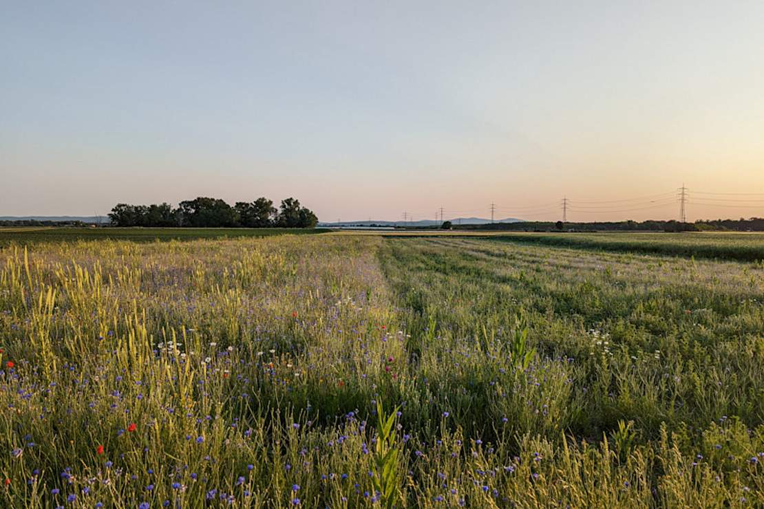 Blühfläche in der Abendsonne