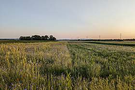 Blühfläche in der Abendsonne