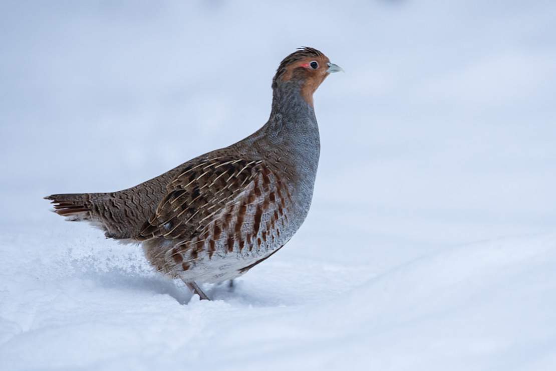 Rebhahn im Schnee