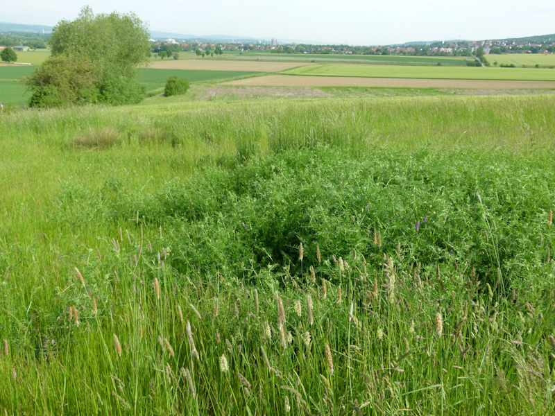 Mehrjährige Dauerbrache