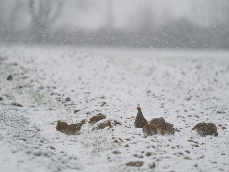 Rebhühner im Schnee