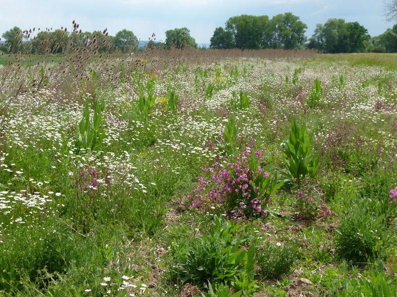 Blühende Wiese