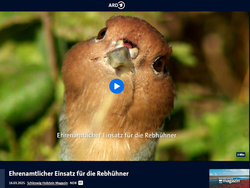 Kopf eines Rebhuhns