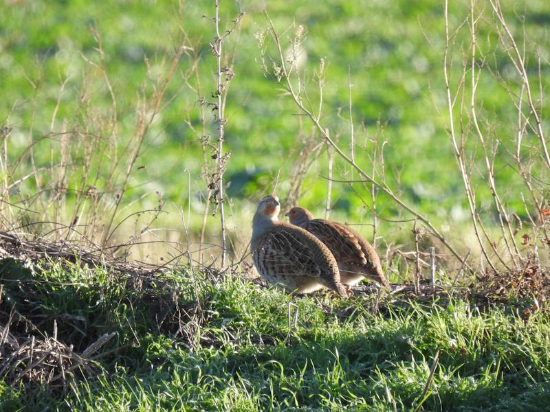 Rebhühner in Wiese