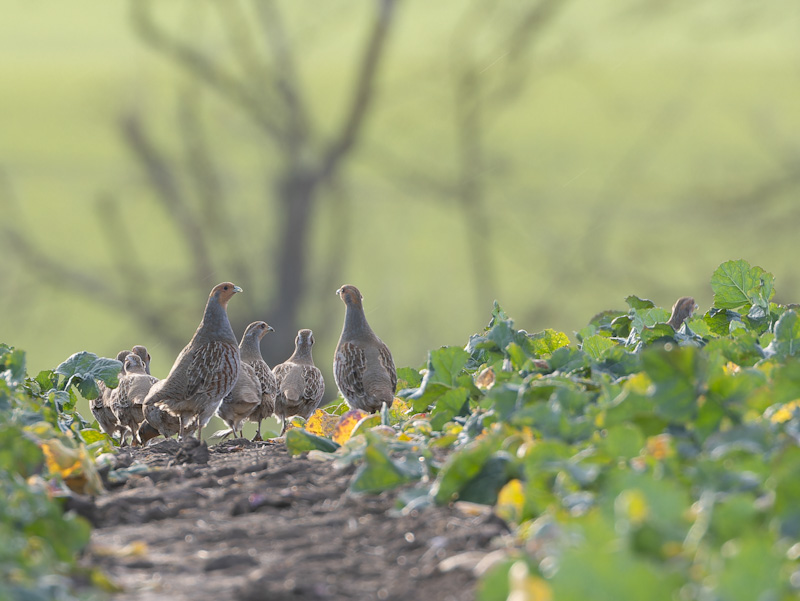 Rebhuhngruppe im Feld