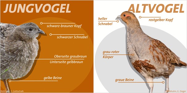 Typische Merkmale von Jung- und Altvogel (Abbildung: DDA, Fotos: G. Zieger, E. Gottschalk)