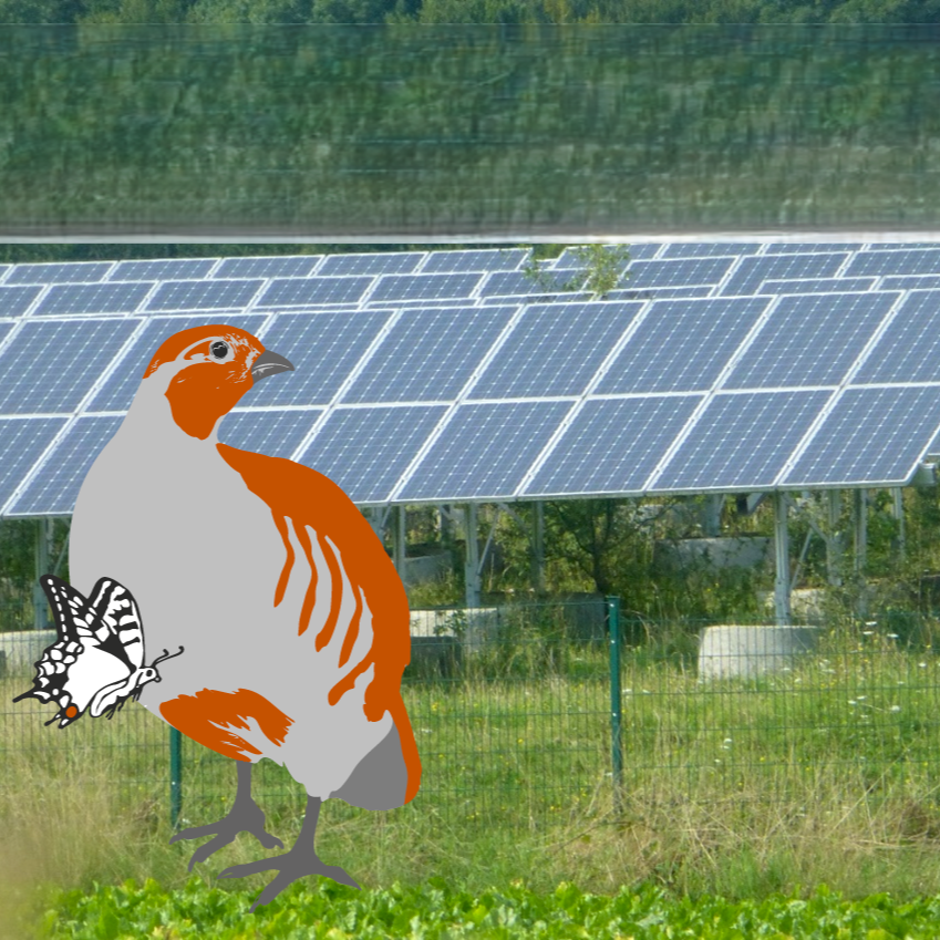 "Rebhuhn retten - Vielfalt fördern!": Wie lassen sich Freiflächen-Photovoltaikanlagen möglichst rebhuhnfreundlich gestalten? [Bild: Eckhard Gottschalk, Grafik: DVL]